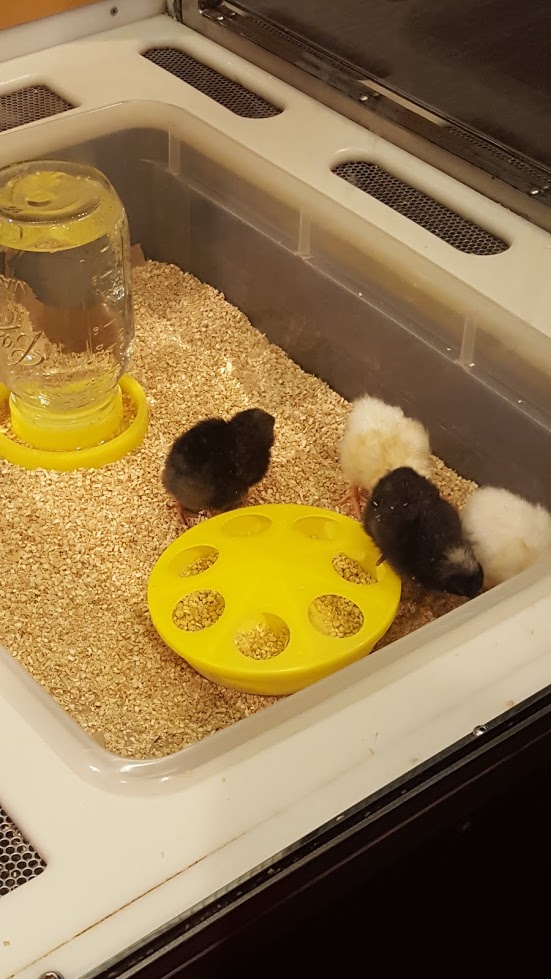 Closer chicks