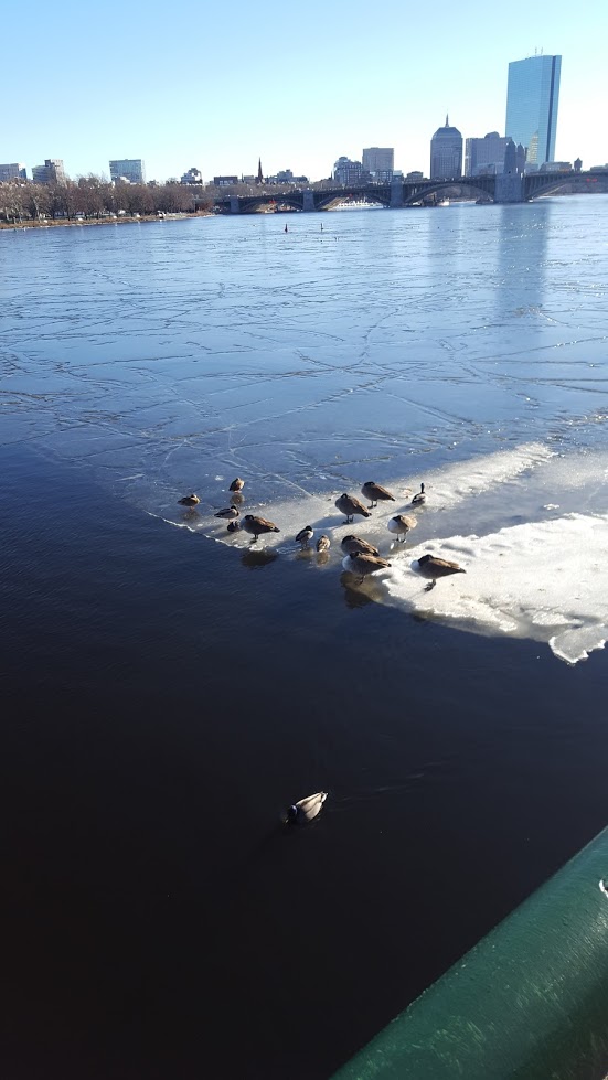 Birds on ice